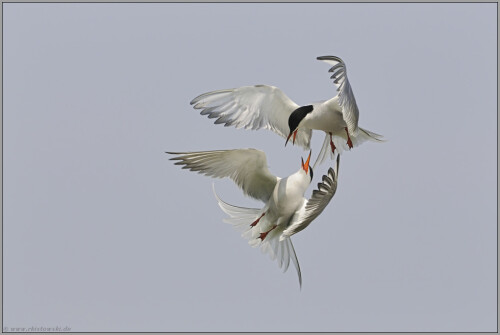 luftakrobatik-flussseeschwalben-sterna-hirundo-5139.jpeg