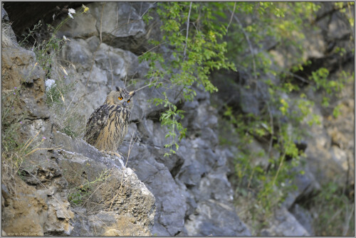 verloren-in-der-wand-uhu-bubo-bubo-5140.jpeg