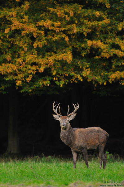 ...in der Brunft nehmen die Hirsche so gut wie keine Nahrung zu sich und verlieren so manches Kilo an Gewicht. Jetzt, nach der Paarungszeit sieht man die Hirsche oft wieder alleine (ohne weibliche Tiere) auf den Äsungsflächen um die Energiedepots für den Winter aufzufüllen.


