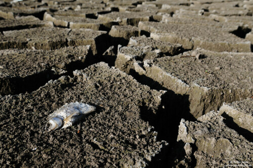 Ob durch unsachgemäßes Wasserregime lokal, oder durch Klimerveränderung global verursacht, so manches Leid und manchen Tod hat sich der Mensch zuzuschreiben.


