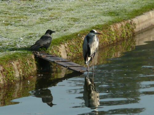 Der Graureiher hält sich in den Morgenstunden regelmäßig am Teich auf. Da hatte er Gesellschaft bekommen.

Aufnameort: Dresden, Palaisteich Großer Garten
Kamera: Panasonic, DMC-TZ2