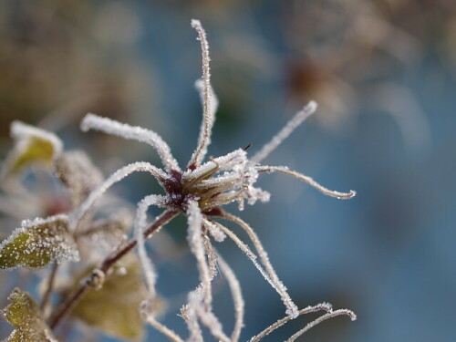 Samenstand der wilden Clematis vor hellblauem Hintergrund

Aufnameort: Rubenheim
Kamera: Olympus E520