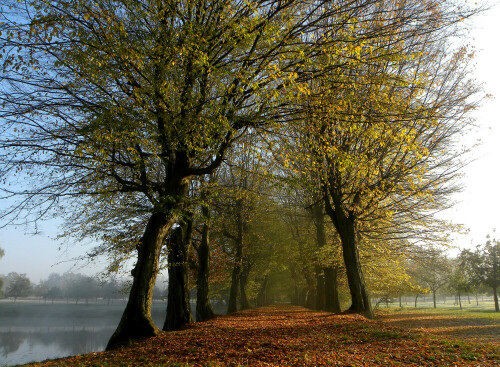 buchenallee-triesdorf-im-herbst-5237.jpeg