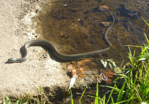 Diese schöne Ringelnatter (Natrix natrix astreptophora) versuchte unermüdlich, das Nahewehr bei Gensingen zu überwinden. Immer wieder wurde sie vom Wasser zurückgespült. Also Kräfte sammeln und von neuem versuchen ..

Aufnameort: Gensingen bei Bad Kreuznach, Oktober 2010
Kamera: Panasonic Lumix