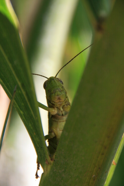 

Aufnameort: Sulawesi
Kamera: EOS 400D