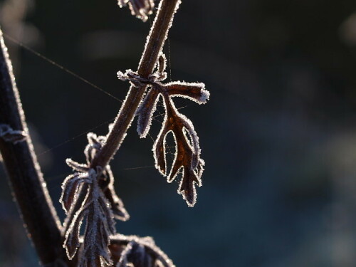 trockenes Blatt des Jakobskreuzkrautes mit Rauhreif im Gegenlicht

Aufnameort: Rubenheim
Kamera: Olympus E520