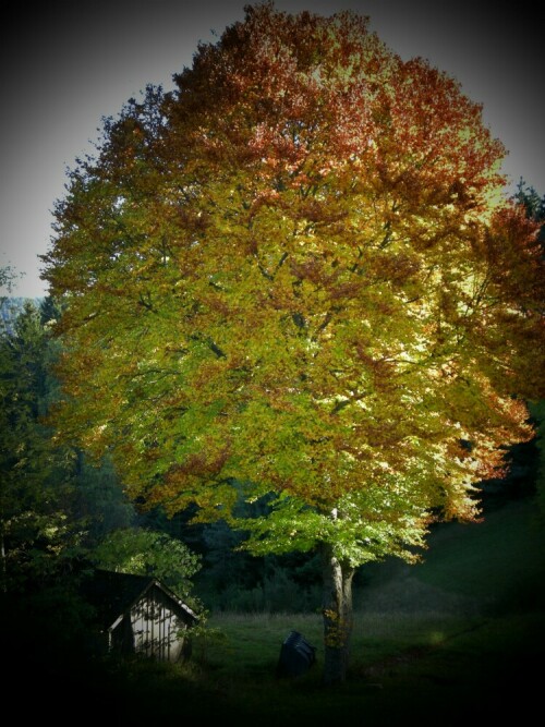 Lichtdurchfluteter herbstlicher Baum im Schwarzwald

Aufnameort: Schwarzwald
Kamera: Nikon, Coolpix P5100