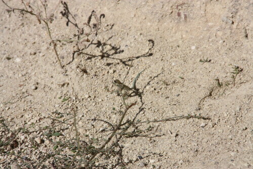 

Aufnameort: Göreme Tal Kappadokien Türkei
Kamera: Canon Eos 450d