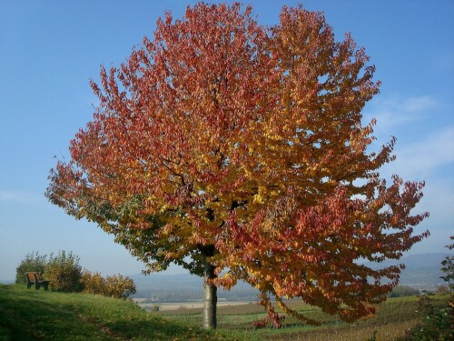 Süßkirsche im Herbstkleid

Aufnameort: Tuniberghöhenweg/Breisgau
Kamera: Panasonic