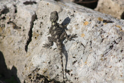 

Aufnameort: Perge, Türkei
Kamera: Canon Eos 450d