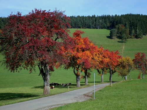 farbenprächtige Birnbäume im Herbst

Aufnameort: St.Peter /Schwarzwald
Kamera: Panasonic