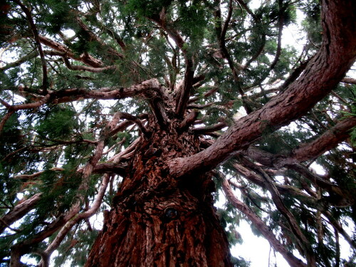 Wer sagt, Bäume könnten nicht tanzen? Dieser Baum ist eine einzige rasante drehende Bewegung, nur in der Baumzeit sichtbar, die für uns leider nicht wahrnehmbar ist...

Aufnameort: Friedhof Gengenbach
Kamera: Canon Power Shot A620 1/30; 2,8; 7,3mm