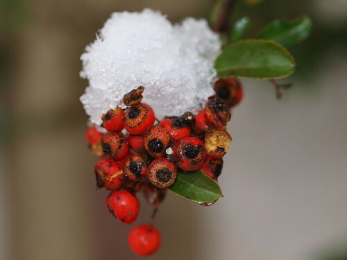 Beeren im Schnee

Aufnameort: Rubenheim
Kamera: Olympus E520