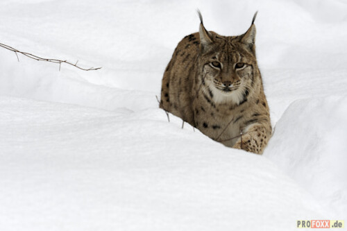 Der Luchs wurde von der Schutzgemeinschaft Deutsches Wild zum Tier des Jahres 2011 gekürt.
Auf meiner Homepage finden Sie eine kleine Auswahl an Bildmaterial.
http://www.profoxx.de

Aufnameort: WP Johannismühle
Kamera: D3s