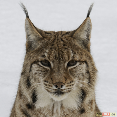 luchs-tier-des-jahres-2011-5302.jpeg