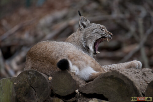 Der Luchs wurde von der Schutzgemeinschaft Deutsches Wild zum Tier des Jahres 2011 gekürt.
Auf meiner Homepage finden Sie eine kleine Auswahl an Bildmaterial.
http://www.profoxx.de

Aufnameort: WP Knüll
Kamera: D3s