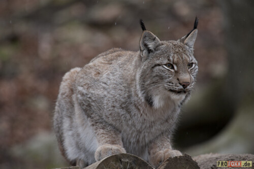 Der Luchs wurde von der Schutzgemeinschaft Deutsches Wild zum Tier des Jahres 2011 gekürt.
Auf meiner Homepage finden Sie eine kleine Auswahl an Bildmaterial.
http://www.profoxx.de

Aufnameort: WP Knüll
Kamera: D3s