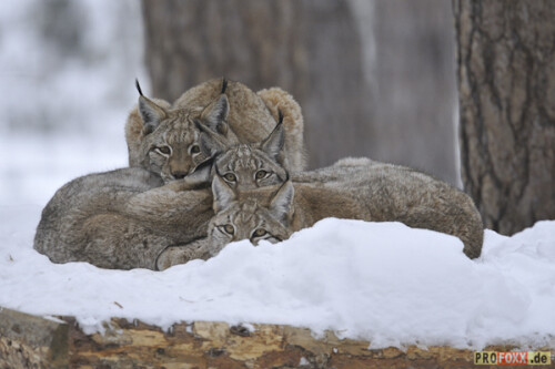 Der Luchs wurde von der Schutzgemeinschaft Deutsches Wild zum Tier des Jahres 2011 gekürt.
Auf meiner Homepage finden Sie eine kleine Auswahl an Bildmaterial.
http://www.profoxx.de

Aufnameort: WP Johannismühle
Kamera: D3s