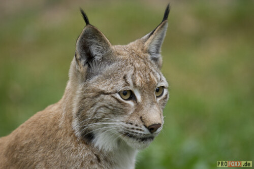 Der Luchs wurde von der Schutzgemeinschaft Deutsches Wild zum Tier des Jahres 2011 gekürt.
Auf meiner Homepage finden Sie eine kleine Auswahl an Bildmaterial.
http://www.profoxx.de

Aufnameort: WP Johannismühle
Kamera: D3s