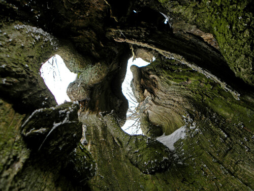 Blick au einer hohlen Linde

Aufnameort: Weidenbach Mittelfranken
Kamera: Nikon Coolpix P 90