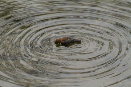 wasseramsel-schwimmt-5700.jpeg