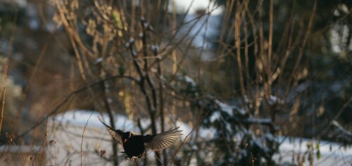 amsel-im-anflug-5375.jpeg