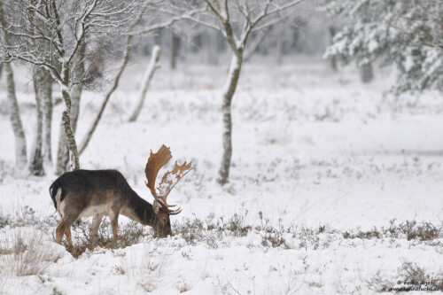 Die Wildtiere haben es zur Zeit nicht leicht. Es liegt viel Schnee. Die Harschschicht auf dem hohen Schnee läßt jeden Schritt mühsam werden und das Futter ist fast unerreichbar. Da werden gerne Flächen mit Heide (calluna vulgaris) aufgesucht, da die strauchartigen Heidepflanzen noch gut erreichbar sind oder relativ leicht freigescharrt werden können.


