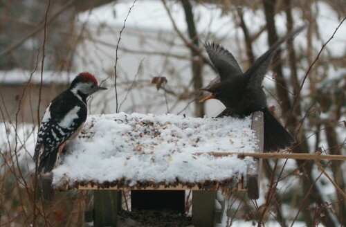 futterstreit-amsel-buntspecht-5378.jpeg