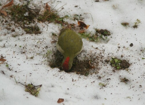 grunspecht-bei-der-futtersuche-5398.jpeg