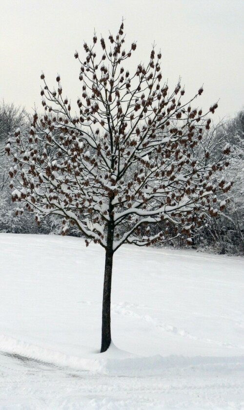 baum-in-schnee-5442.jpeg