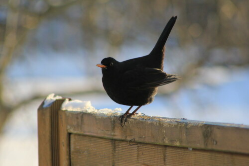 amsel-5966.jpeg