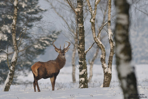 rothirsch-in-winterlandschaft-5426.jpeg