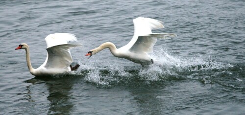 schwan-5424.jpeg