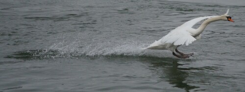 schwan-5425.jpeg