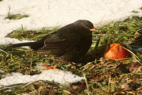 amsel-turdus-merula-5444.jpeg