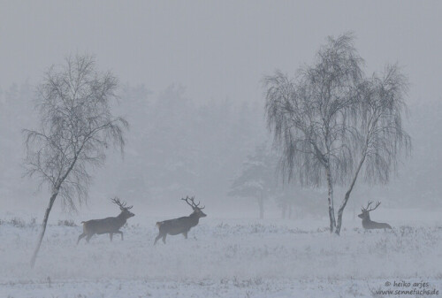 rothirsche-im-winternebel-5433.jpeg