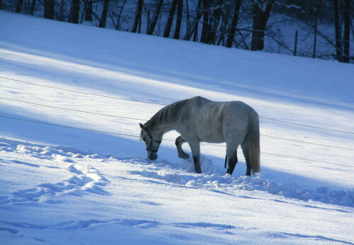 schimmel-im-schnee-21970.jpeg