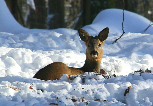 

Aufnameort: Tierfreigehe bei Baden Baden
Kamera: Canon EOS 1000D