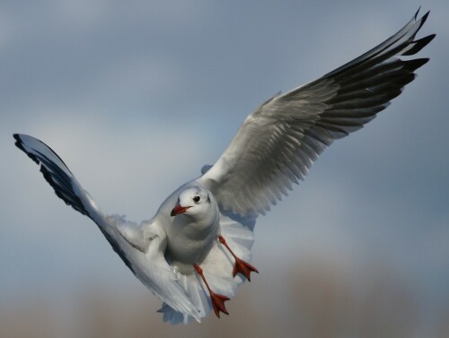 

Aufnameort: Am Rhein bei Worms
Kamera: SONY Alpha 850