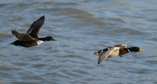 

Aufnameort: Am Rhein bei Worms
Kamera: SONY Alpha 850