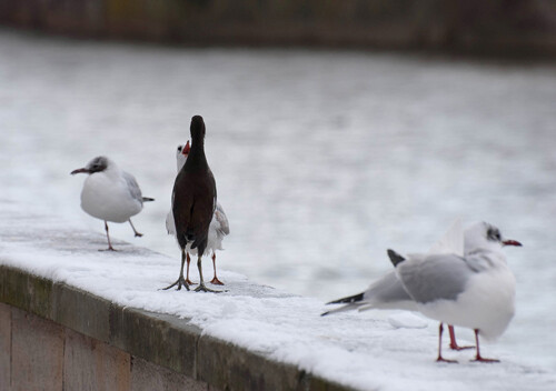 streit-zwischen-teichhuhn-und-mowe-5494.jpeg