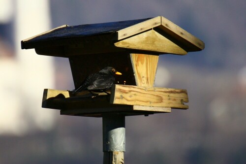 amsel-im-winter-5519.jpeg