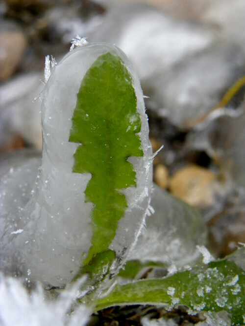 im gefrorenem Spritzwasser eingeschlossenes Löwenzahnblatt

Aufnameort: Kolmschneidbach
Kamera: nikon coolpix p 90