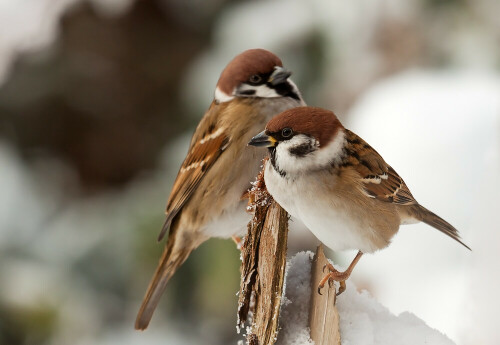 häufige Gäste an der Vogelfütterung sind die Feldsperlinge. Sie sind das ganze Jahr über Gast in unserem Garten.

Aufnameort: Münsterland Garten
Kamera: CANON EOS 50D