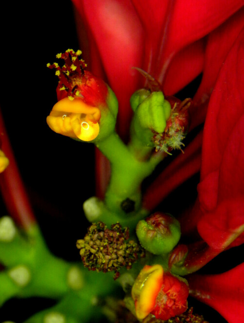 Blütenstand eines Weihnachtssternes mit überraschendem Detail

Aufnameort: weidenbach
Kamera: nikon D 70