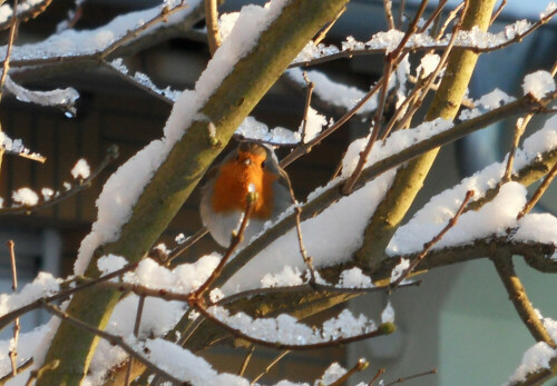 Rotkelchen trotz dem Harten Winter

Aufnameort: Köln Vogelsang im Garten
Kamera: Samsung