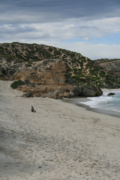 An der Seal Bay auf Kangaroo Island entstand das wunderschöne Foto vom Seelöwen.

Aufnameort: Kangaroo Island (Australien)
Kamera: Canon eos 400D