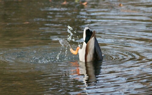 kopfchen-in-das-wasser-stockente-5561.jpeg