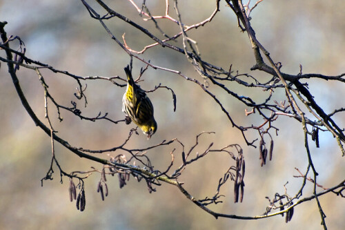 Der Erlenzeisig bei der Nahrungsaufnahme: Auspicken der Erlenzapfen, wofür sein Schnabel (sehr fein und spitz) bestens geeignet ist.

Aufnameort: Langenhagen (bei Hannover)
Kamera: Nikon D 90