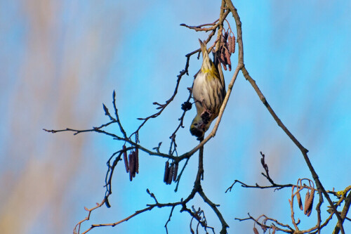 Erlenzeisig - typisch die Kopfüber-Nahrungssuche, hier das Auspicken der Erlenzapfen.

Aufnameort: Langenhagen (bei Hannover)
Kamera: Nikon D 90